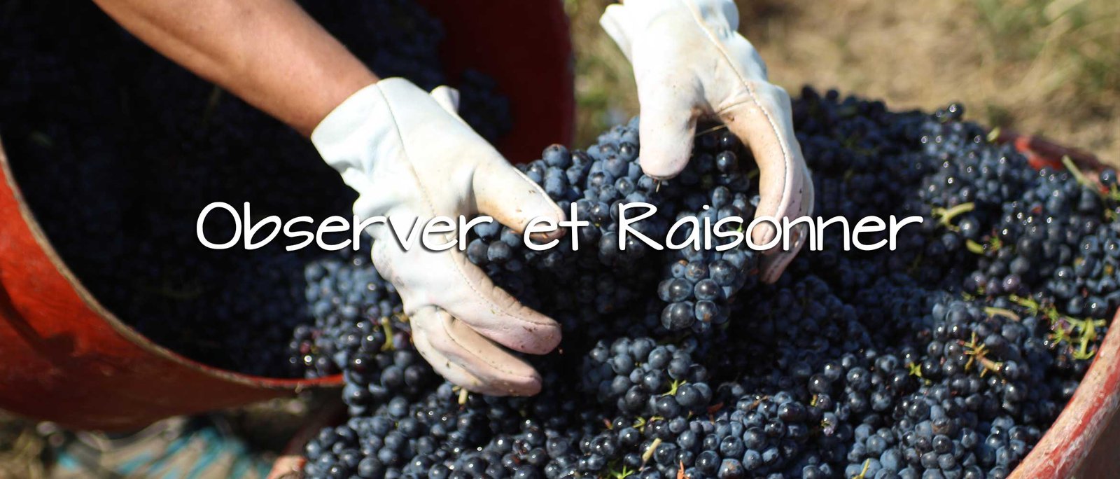 Notre Philosophie - Domaine Tano Péchard - Grands vins du Beaujolais